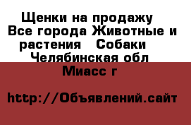 Щенки на продажу - Все города Животные и растения » Собаки   . Челябинская обл.,Миасс г.